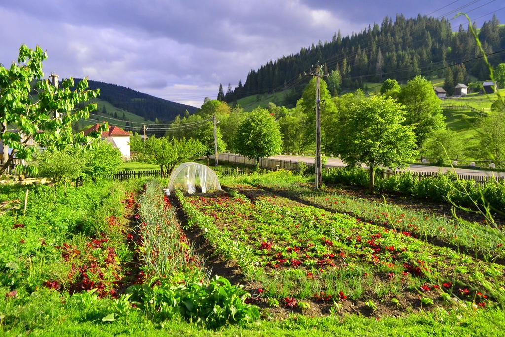 Pensiunea Agroturistica Casa Colinita Vatra Moldoviţei Exteriör bild