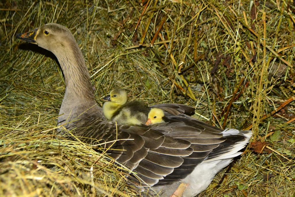 Pensiunea Agroturistica Casa Colinita Vatra Moldoviţei Exteriör bild