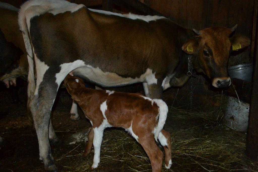 Pensiunea Agroturistica Casa Colinita Vatra Moldoviţei Exteriör bild