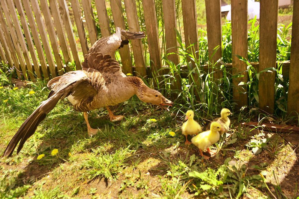 Pensiunea Agroturistica Casa Colinita Vatra Moldoviţei Exteriör bild